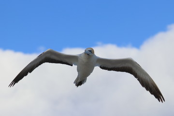 australasian gannet