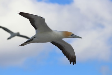 australasian gannet