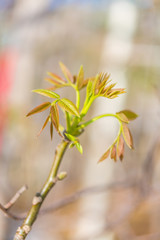 Spring sprouts, yellow-green，Tree bud