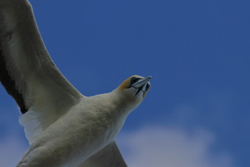 australasian gannet