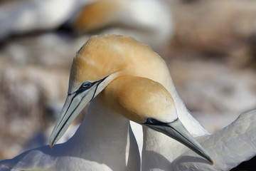 australasian gannet