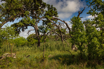 Gnarly old trees in a green field