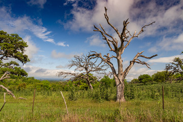 Gnarly old trees in a green field
