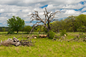 Herd of sheep in a field among dead trees in Texas hill country
