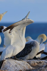 australasian gannet