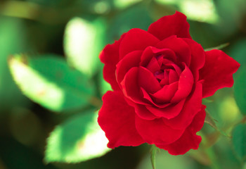 Rosa