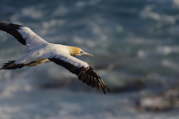 australasian gannet
