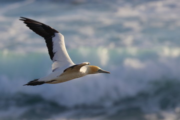 australasian gannet