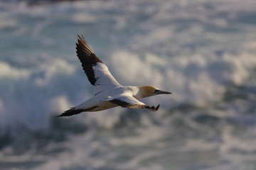 australasian gannet