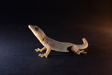 Lizard on Black background,  Common house gecko, silhouette lizard 