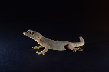 Lizard on Black background,  Common house gecko, silhouette lizard 