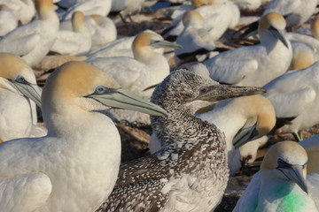 Obraz premium australasian gannet