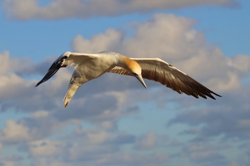 australasian gannet