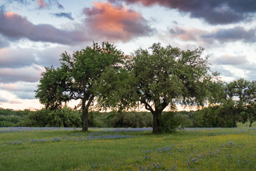 Plakat Bluebonnets wildflowers among trees in field and blue sky background