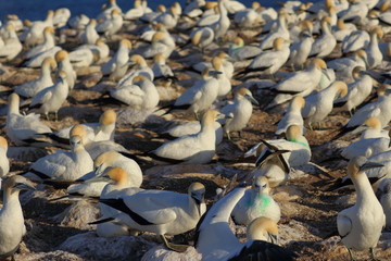 australasian gannet