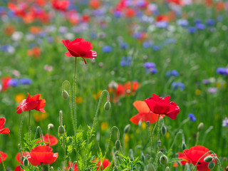 色鮮やかなポピーが花園に咲いている