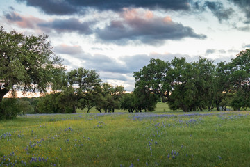 Fototapeta na wymiar Bluebonnets wildflowers among trees in field and blue sky background
