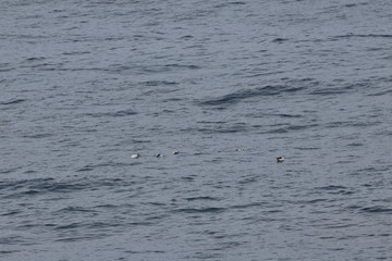 eastern curlew