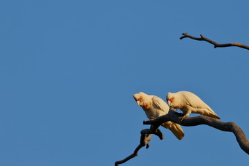 long billed corella