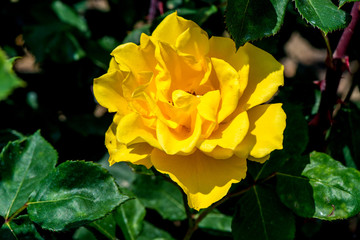 小倉の池のバラ