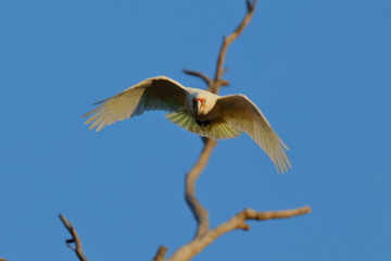 short billed corella