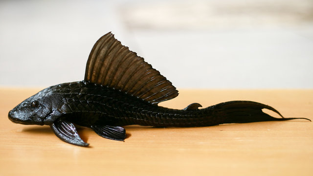 Sucker-mouth catfish (Hypostomus plecostomus) on wood background. 