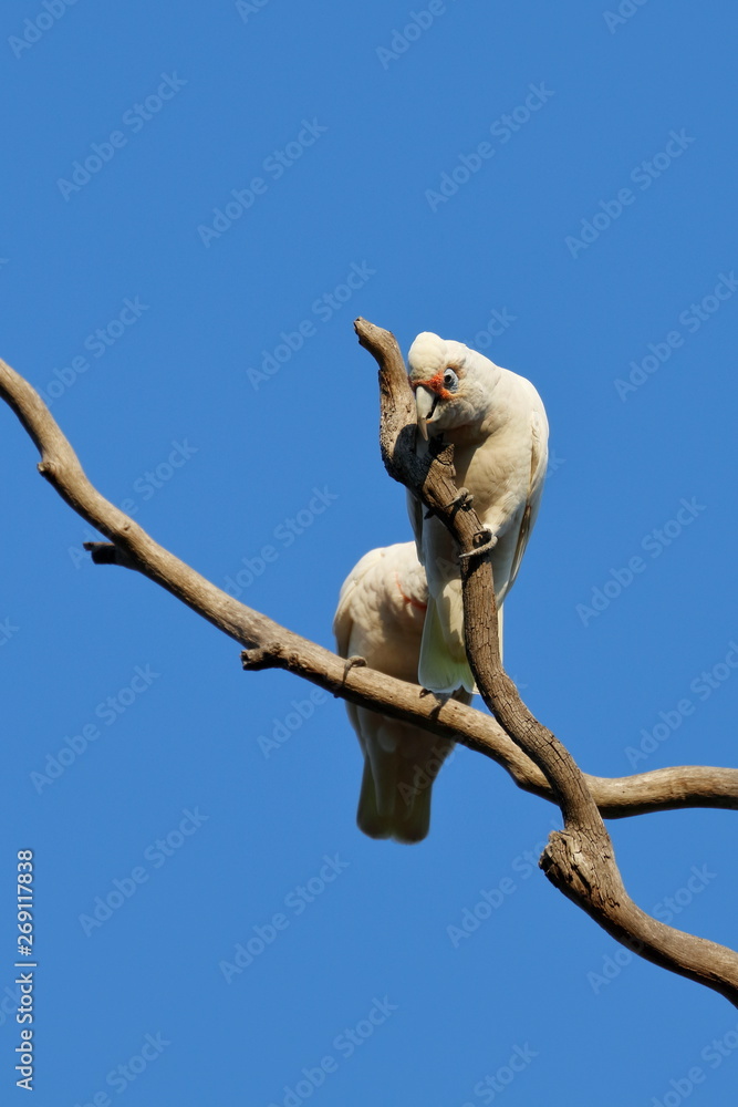 Wall mural short billed corella