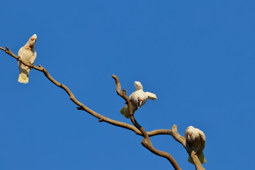 short billed corella