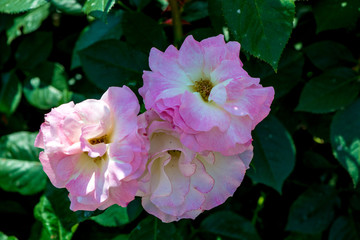 小倉の池のバラ