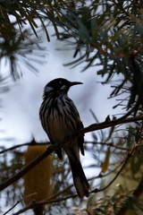 new holland honeyeater