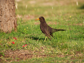 A Glossy-black thrush (turdus serranus) and red verbena (vervain) flowers in Villa de Merlo, San Luis, Argentina. 