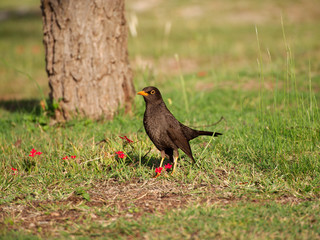 A Glossy-black thrush (turdus serranus) and red verbena (vervain) flowers in Villa de Merlo, San Luis, Argentina. 