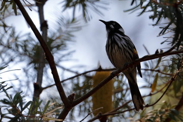 new holland honeyeater