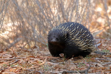 echidna