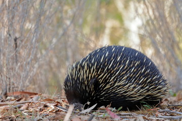 echidna