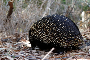echidna