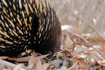 echidna