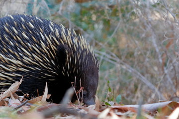 Fototapeta premium echidna