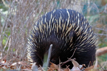 echidna