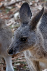 kangaroo