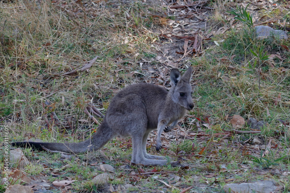 Poster kangaroo