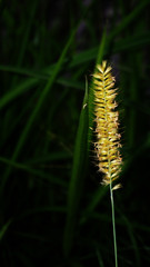 flowering grass plants