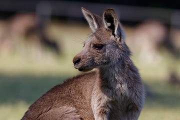 kangaroo