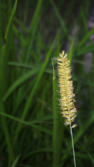 flowering grass plants