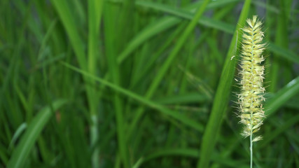 flowering grass plants