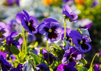 Closeup of colorful blossom pansy flowers in the park. Pansies are plants cultivated for garden. Summer, flowers background