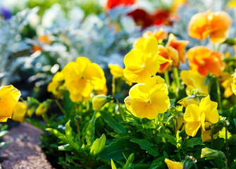 Closeup of colorful blossom pansy flowers in the park. Pansies are plants cultivated for garden. Summer, flowers background