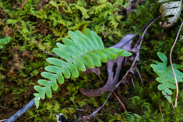 Fern and moss growing on rock wall