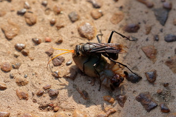 spider wasp