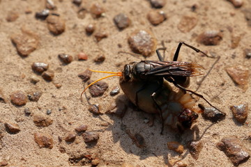 spider wasp